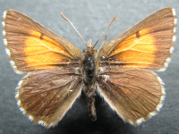 Lucia limbaria - Adult